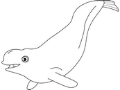 coloriage baleine blanche beluga